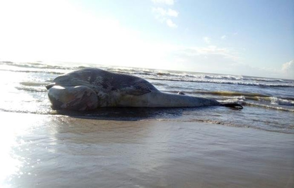 Ir para  <p>Uma baleia foi encontrada morta na manh&atilde; desta quarta-feira na praia de Presidente, no Litoral Norte do Rio Grande do Sul. De acordo com relato de banhistas, o mam&iacute;fero foi visto por pescadores, por volta das 4h,...